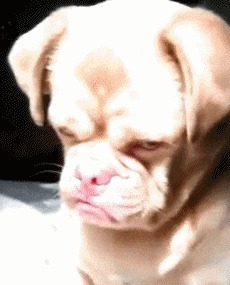 |搞笑GIF:温馨提示:朋友结婚放鞭炮千万别再这样了