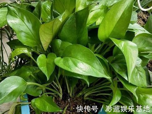 叶片|淘米水、啤酒、牛奶浇花,有什么忌讳弄懂这些变成养花的宝贝