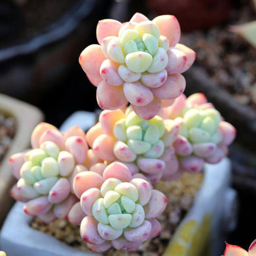 达摩福娘|养多肉植物选它,造型别致,香味宜人,养护简单,值得拥有!