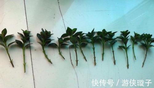 金鱼吊兰的扦插方法,让更多的枝头挂满可爱的小金鱼