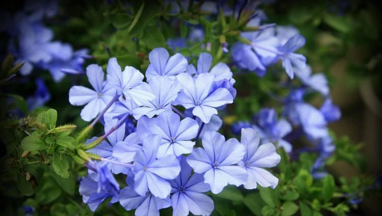 闲时修篱种花,笑看花草缤纷四季,夏季怎能少了蓝雪花