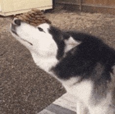 |搞笑GIF:据说刚化完妆的女生都是这样换衣服的