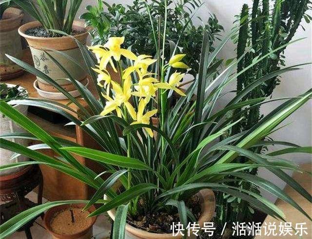 偏施|兰花病歪歪的不开花3点做不足，养成“吊兰”，难开花