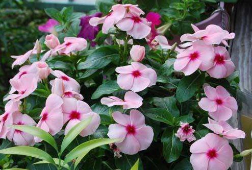 养花就养几种花，家里养一盆，颜值高，开花多，随便一养成花海！