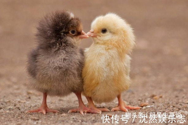 生肖鸡|“十鸡九苦”，生肖鸡以下4年出生最好命，生来贵气，福禄双全