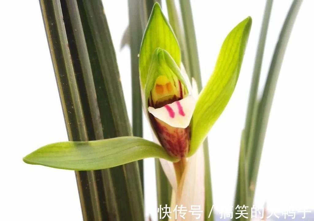 频繁者|兰花几天浇一次水?3天浇一次,和15天浇一次有区别吗