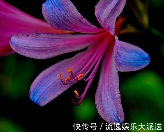 仙女花|阳台养盆“仙女花”，花开似百合，却比牡丹美，还能四季赏花不休