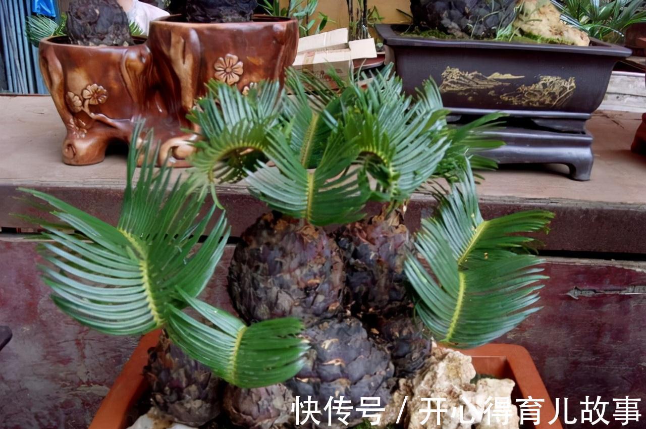 孝顺就看一看,3种长寿盆栽,对老人精神,身体有好处