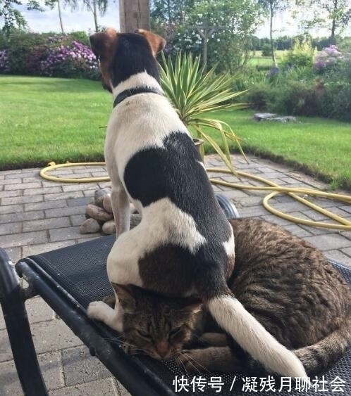 |搞笑小动物图片:你看了忍不住笑出声来,最后一张太搞笑了