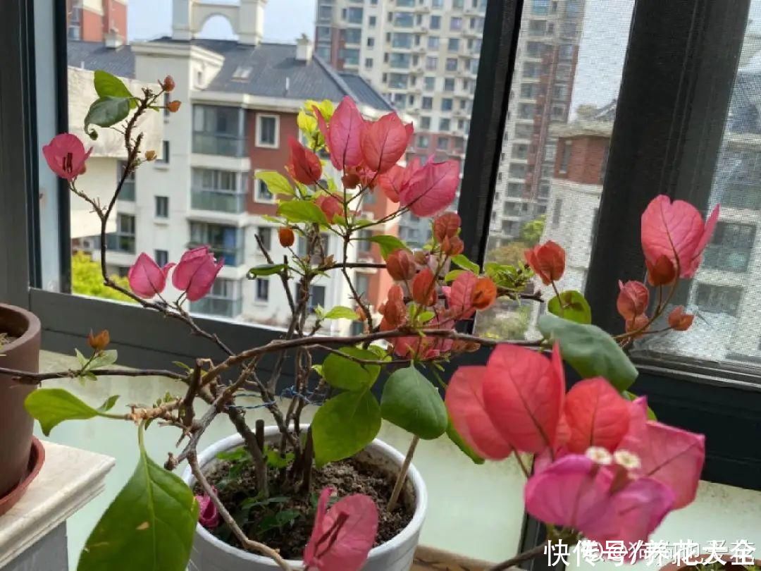 君子兰开完，会有3个“后遗症”，一定要重视