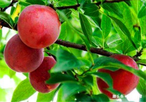 增强体质|立秋过后,适合常吃3种食物,润肠通便,排毒抗衰,增强体质