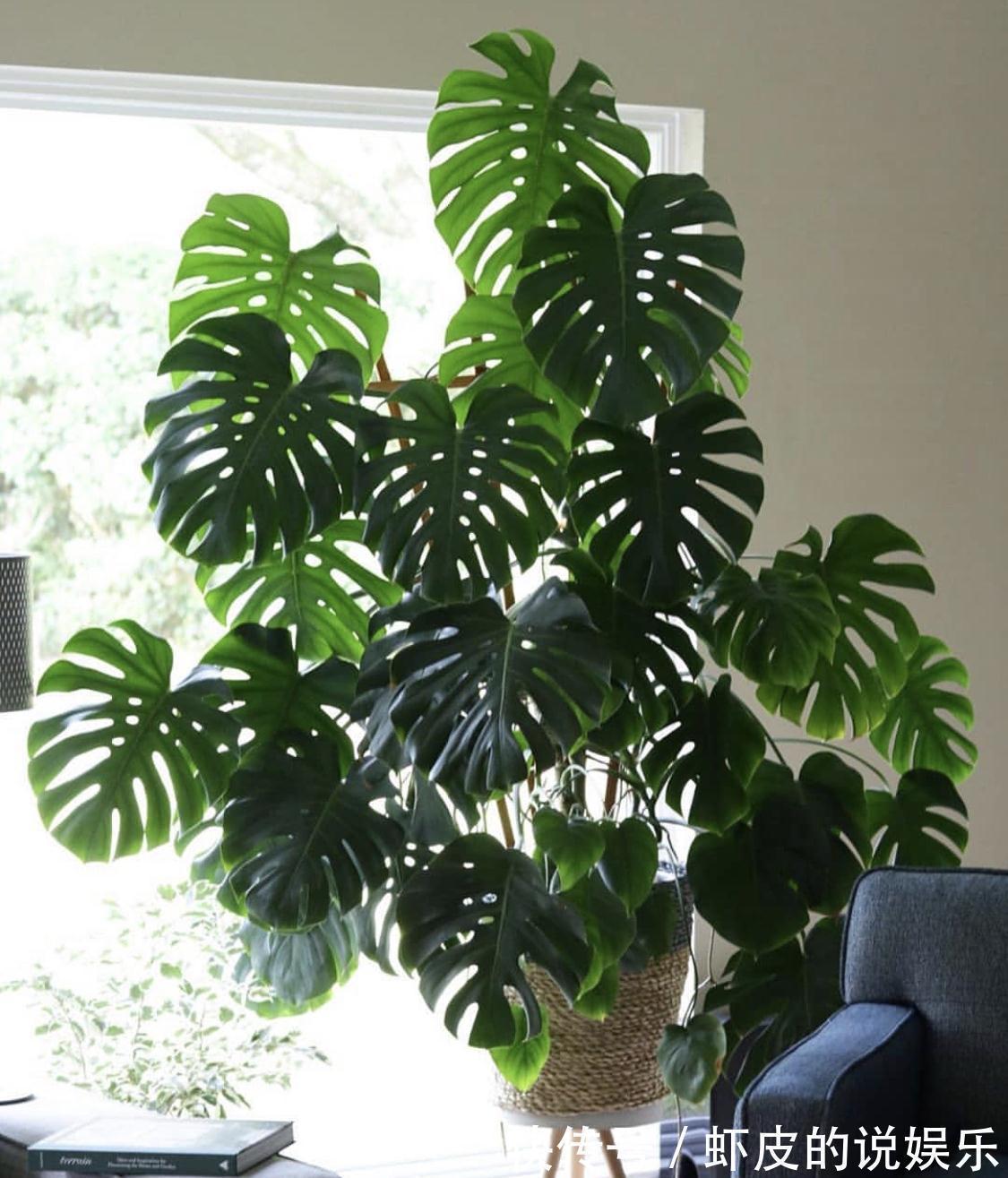 空气|12种“健康花”,家里没太阳,照样长爆盆,贵气漂亮,旺家又养人