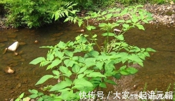 紫苏叶|夏天蛇虫多还容易中暑?别怕,试试农村3种野菜,治蛇咬伤还防暑