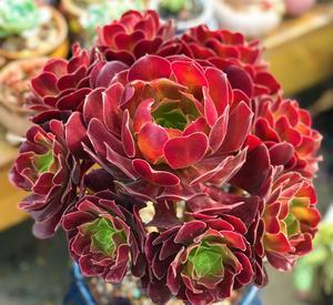 想要法师猛爆头?掌握几个小技巧,学会了轻松养成手捧花!