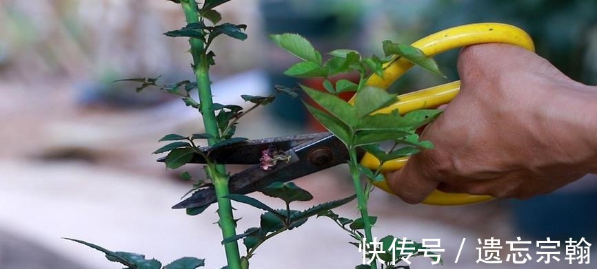 灌木|一米高的月季笋芽，现在该不该剪不同阶段处理方式大不同