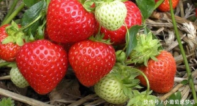 盆栽|5种水果盆栽爱爆盆，随便种一棵，都能吃半年！