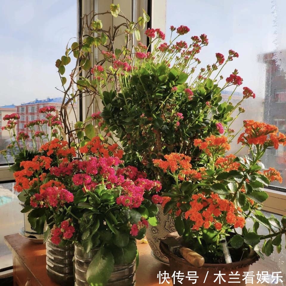 花期|长寿花“开败了”，花期没结束，剪几刀、加点“肥”，30天又开