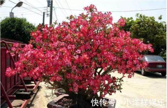 原产地|一个月不浇水都不会死的盆栽花卉,轻松把它养爆盆