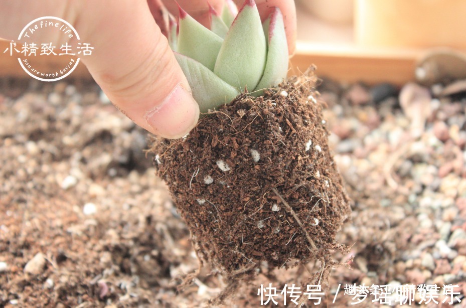 多肉一直不服盆，教你7个小方法，可快速发根，安全有效