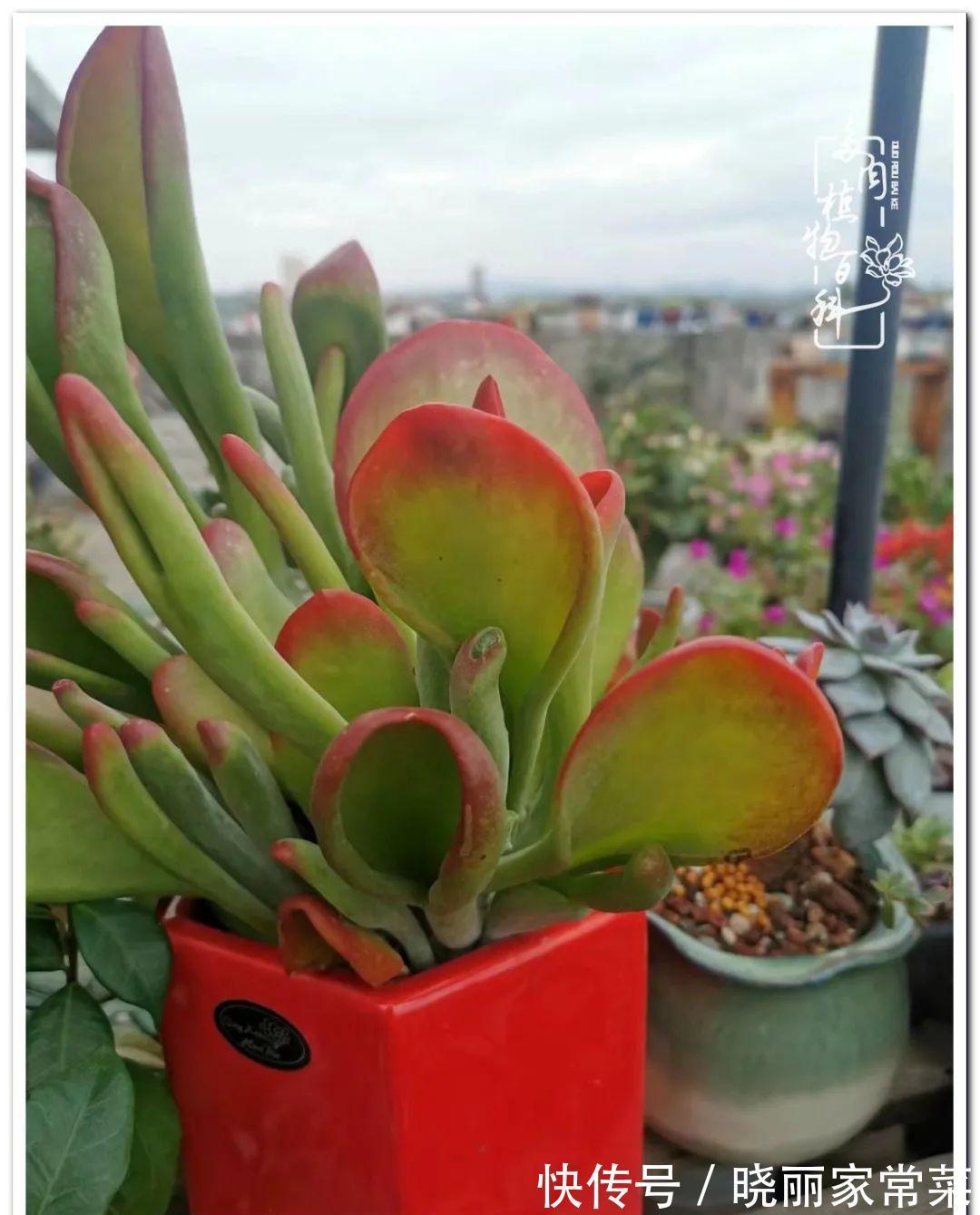 百科|多肉之路,让我沉醉,浮世三千,有肉就欢!