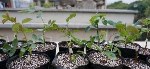 不敢尝试扦插？捏准“7个要点”，养花省钱、还能拥有更多