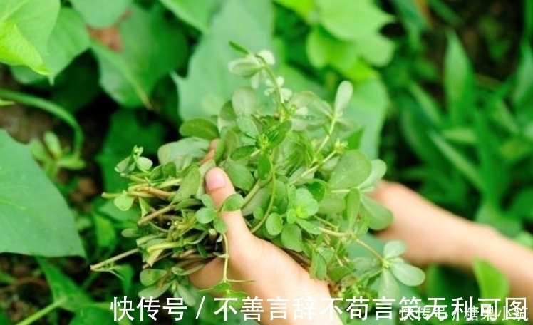 祖宗十八代|农村这种野菜,被誉为“长寿菜”,城里人想吃都买不到!