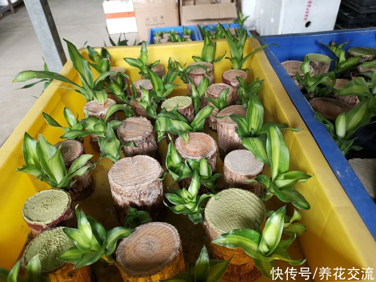 冬季买花“坑”很多，做好这几点，少吃亏，少上当