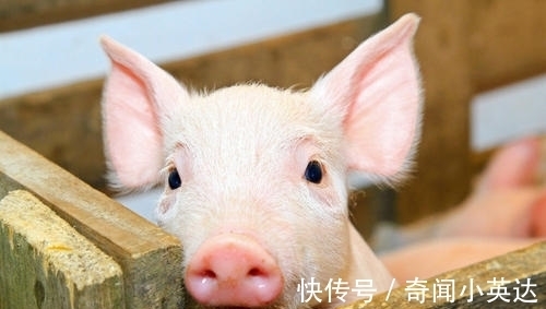 10条趣味冷知识,好玩又奇怪,我们大部分人其实比猪胖