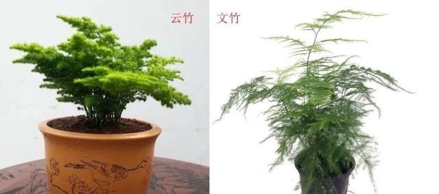 文竹、武竹和松叶武竹三“兄弟”,颜值高,哪种养护难度高!