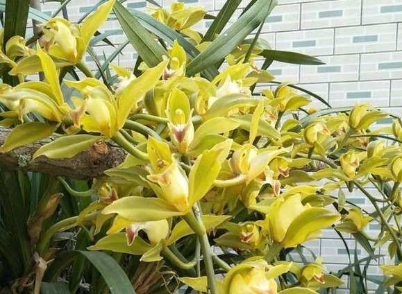 兰花长得慢,1种“果皮”用一用,加上“营养水”,爆盆不停!