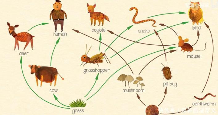 肉食动物比素食动物瘦