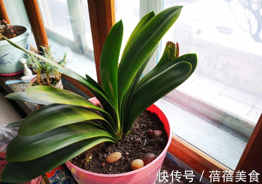 养君子兰就得学会6要点,叶子绿油亮,开花多又大