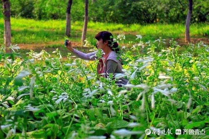 鲜花|立秋日，济南植物园的高雅鲜花少人识