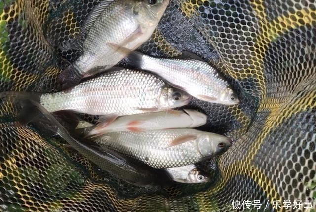 学会饵料开饵,老三样也有大不同,新手速成老司机