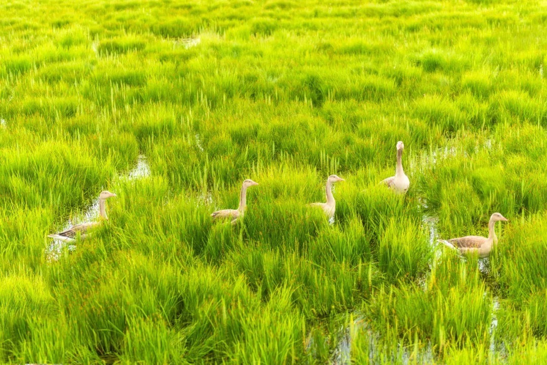 九寨沟|忘记稻城吧，这才是四川最该去的地方！