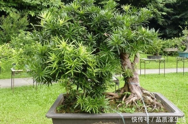 客厅|爱在客厅养树,就养“木质化强的树”,形成“老桩”后能卖好几万!