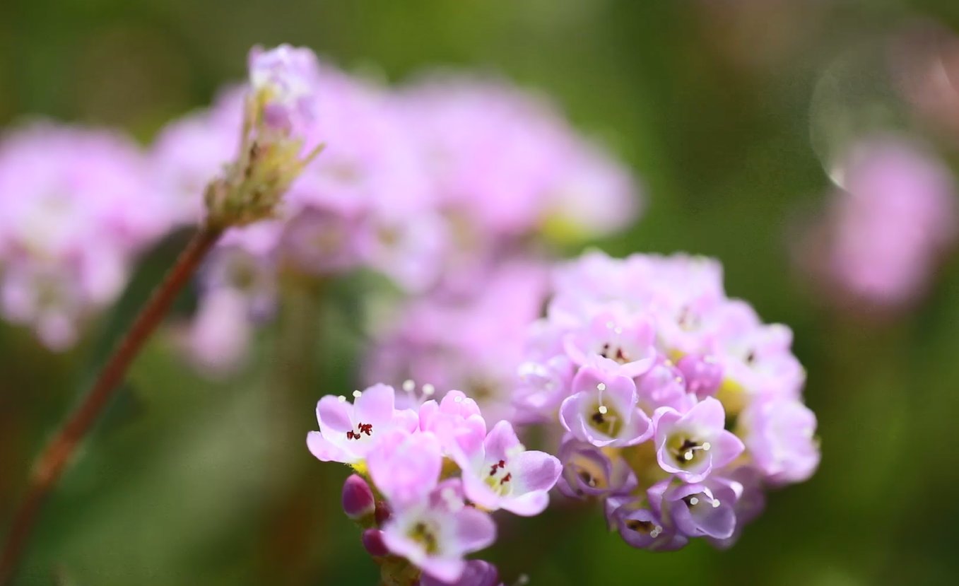 蓼子花|美！秋日紫色花海 碧绿草滩