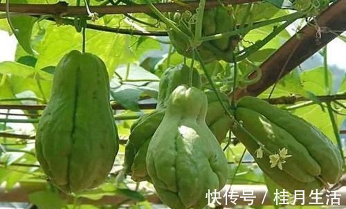 佛手瓜|人到中年，秋天坚持吃3种食物，降低血压，延缓衰老，增强记忆力