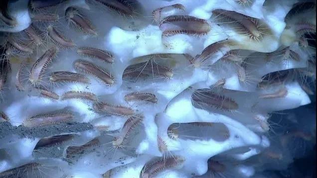 知识|24个冷知识：生物老师看完直呼不可思议，但却真实存在的有趣知识