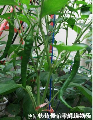 种菜|阳台上最好养的“3种菜”，种一次，吃不完，收获一盆又一盆