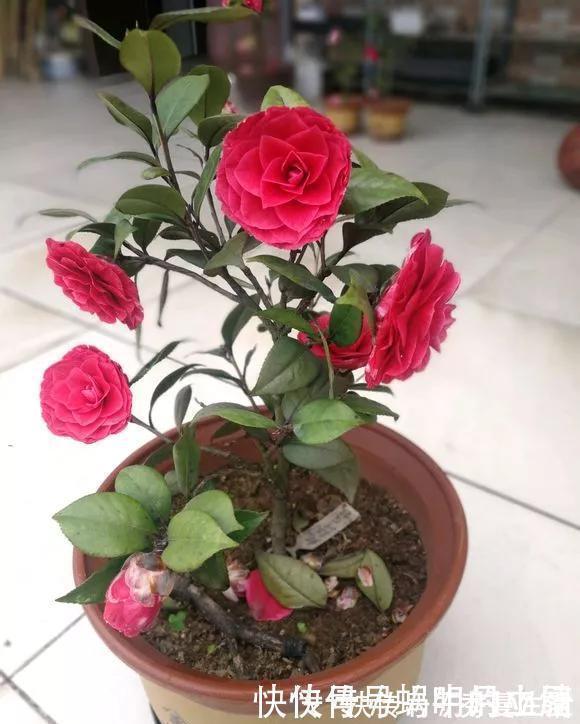 花中娇客|中国传统名花“花中娇客”,30种茶花一开,美了十里八乡