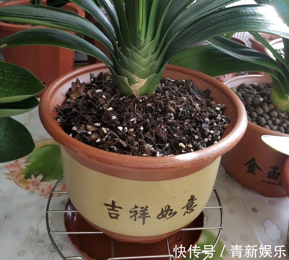 出门捡4种东西，养花垫盆底，营养土不用买，疏松透气、不烂根