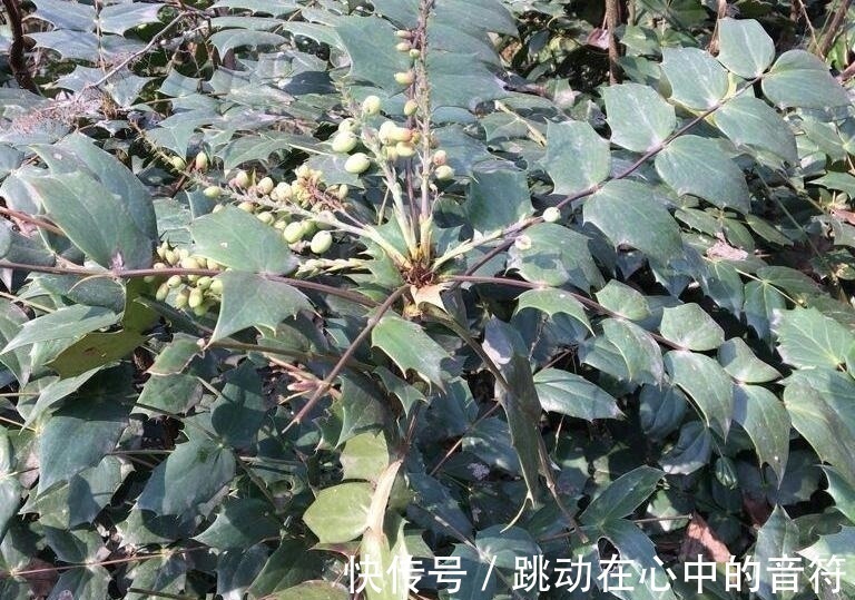 山中|若在山中遇见“它”,请引起重视,别有意破坏,价值高,不允许!