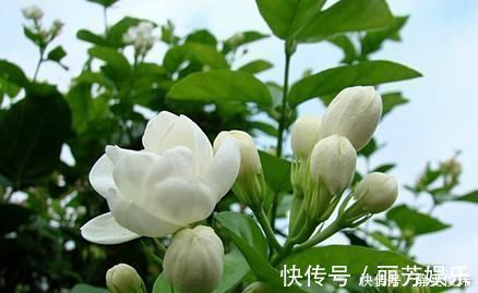 修剪|养殖茉莉的正确方法,注意几点,让茉莉提高开花质量