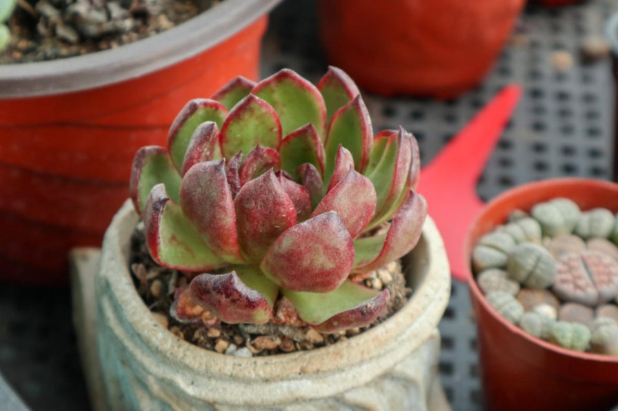  多肉植物|多肉冬季养护大全，记住5个“不要”，坚决不踩雷