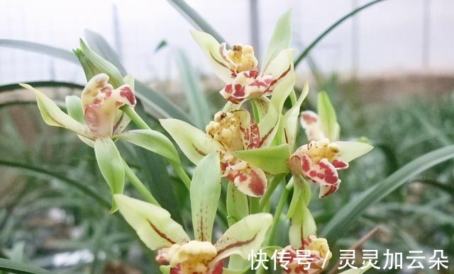 建兰|夏日养花,一定不要错过此兰,花量大,花香浓,花迷抢着买!