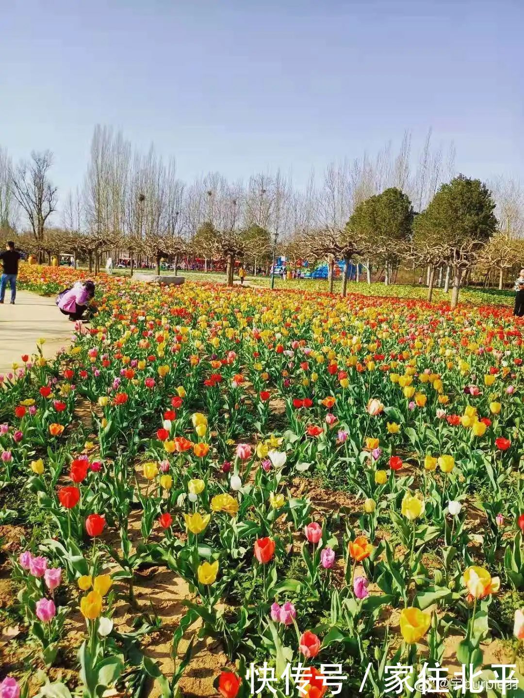 醉美花海！世界花后”正香飘京城，观赏面积超120000㎡！快去打卡