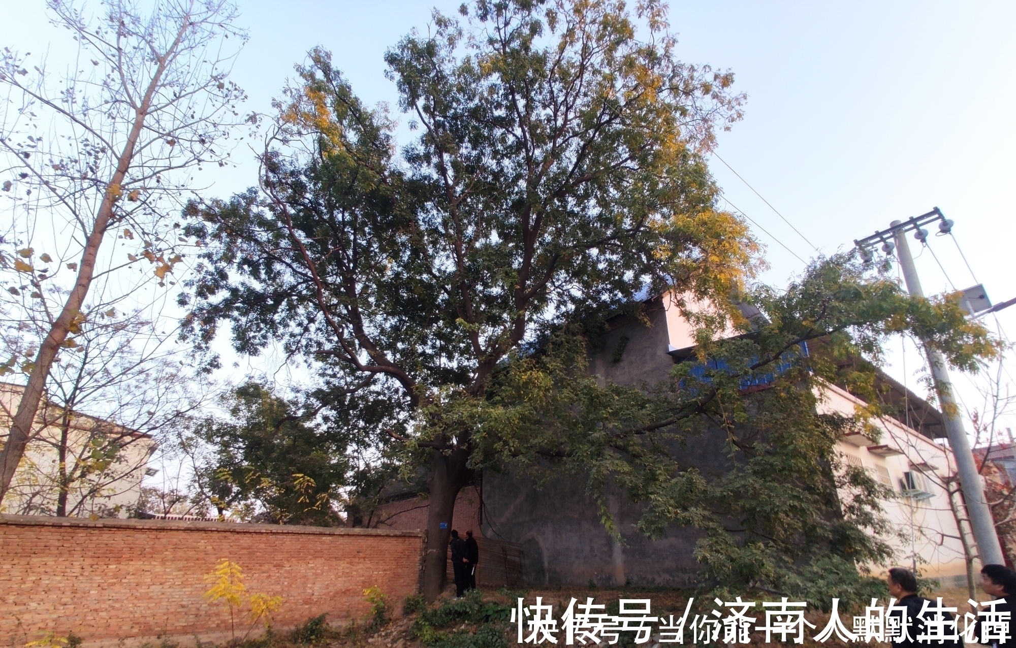 庭院缘何有“门前不栽竹,屋后不栽树”的说法,原因都在这里