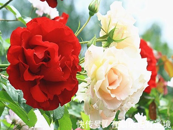 月季花杜鹃花栀子花总是养不活教你一招,连开3个月!