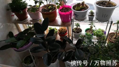 蛋壳|拿到蛋壳别急着养花,按“这要求”处理,给植物施肥才不出问题